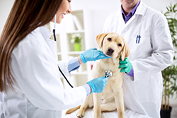 veterinary accounting services